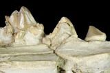 Rare, Fossil Bear Dog (Daphoenus) Jaw Section - South Dakota #143955-3